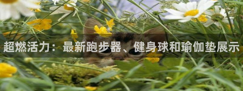 征途国际开户：超燃活力：最新跑步器、健身球和瑜伽垫展示